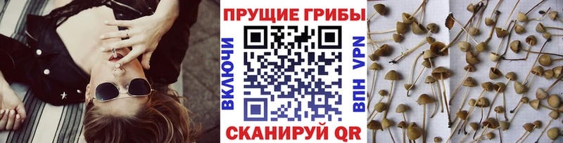 дарнет шоп  Оханск  Псилоцибиновые грибы мицелий 